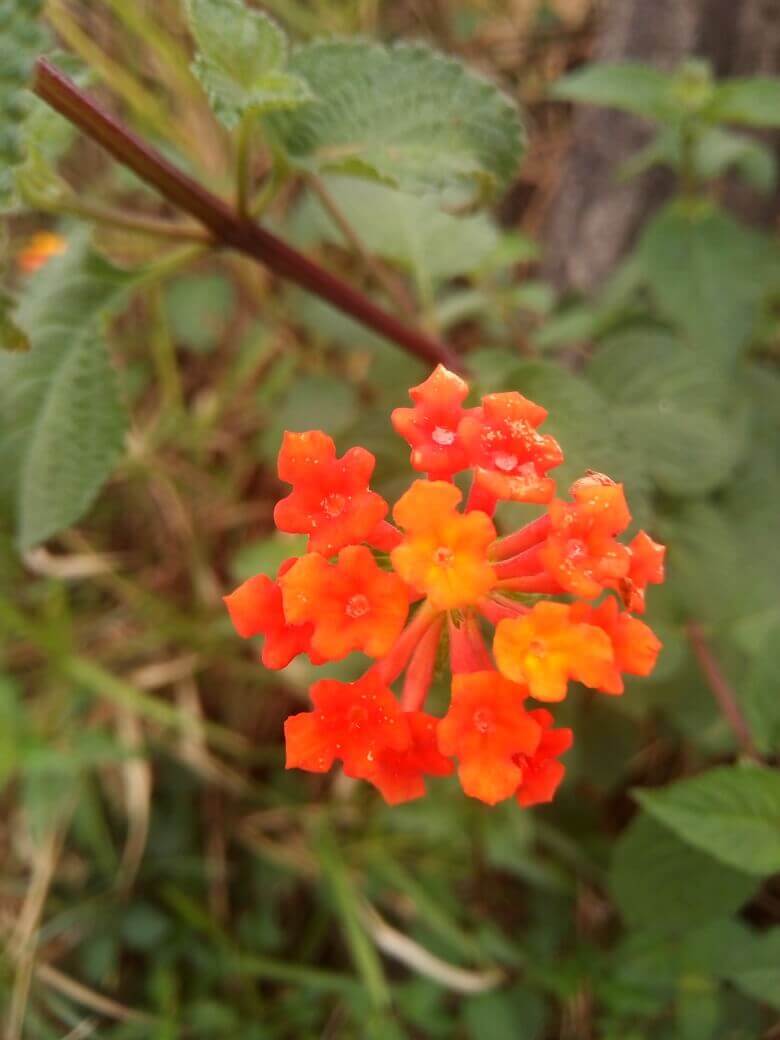 Uma flor vermelha sobre uma planta verde 