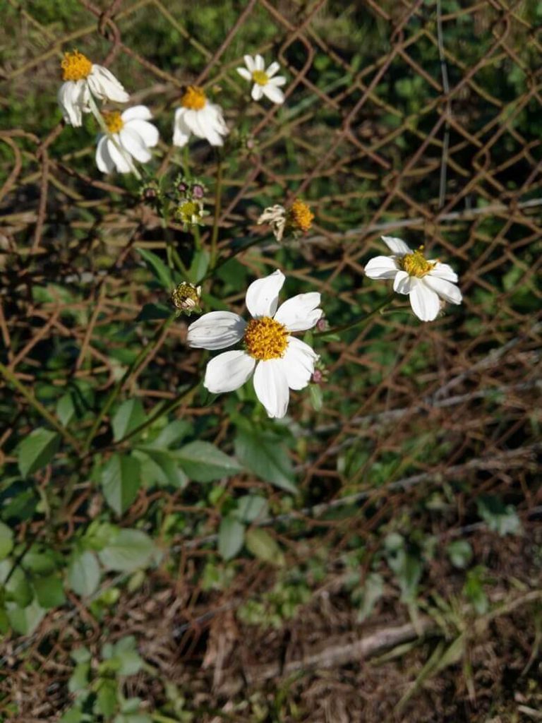 Flor branca com amarelo - Foto tirada com o celular LETV Leeco One X600