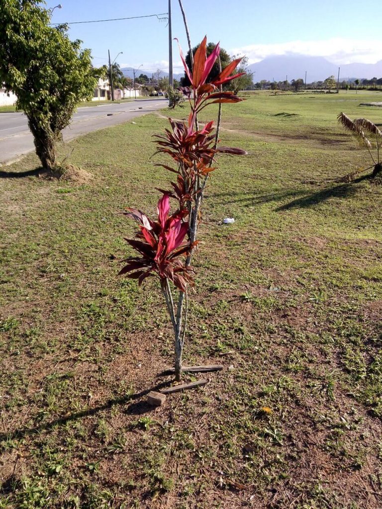 Foto de uma planta roxa feita com o LETV Leeco One X600