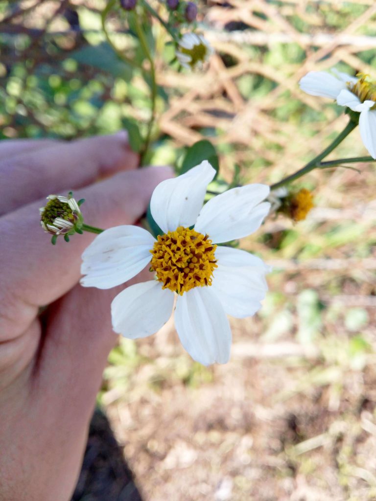 Foto de uma flor feita com o celular LETV Leeco One X600