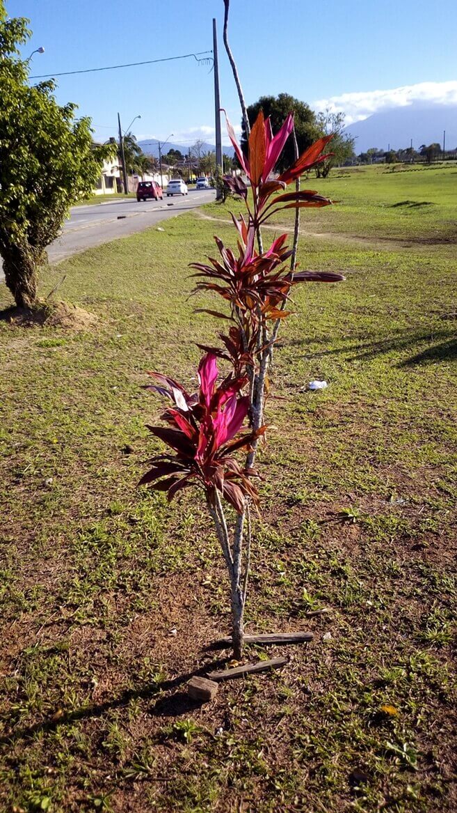 Foto-de-uma-planta-feita-com-o-Vernee-Thor