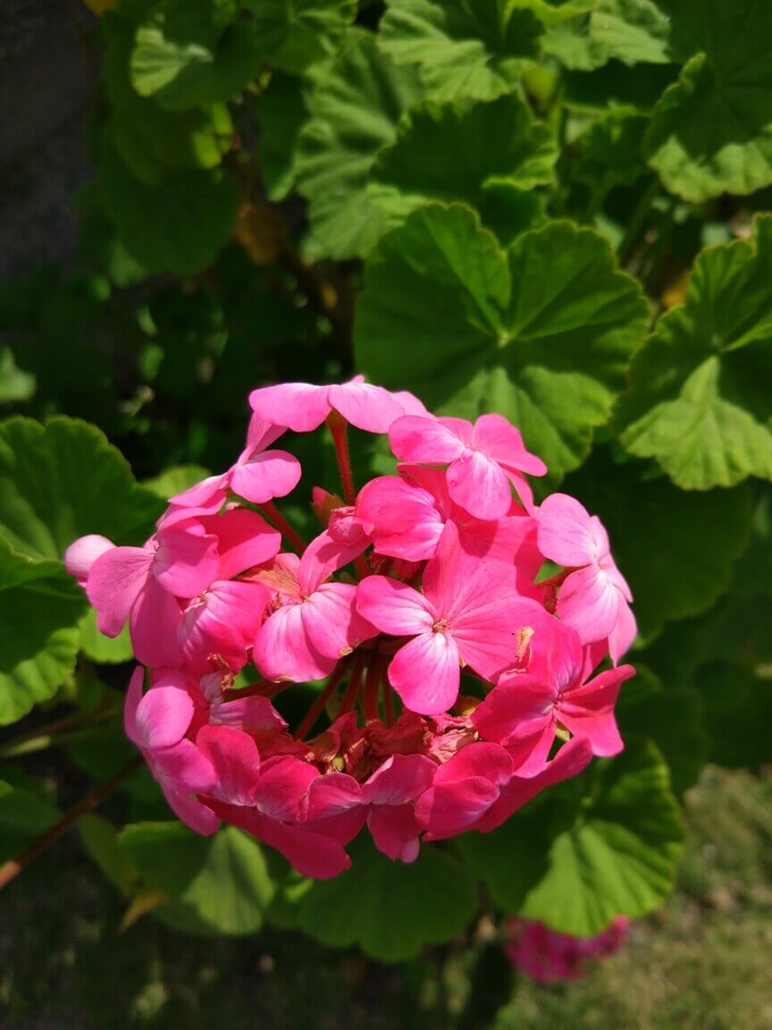 Foto de uma flor feita com o Xiaomi Mi5