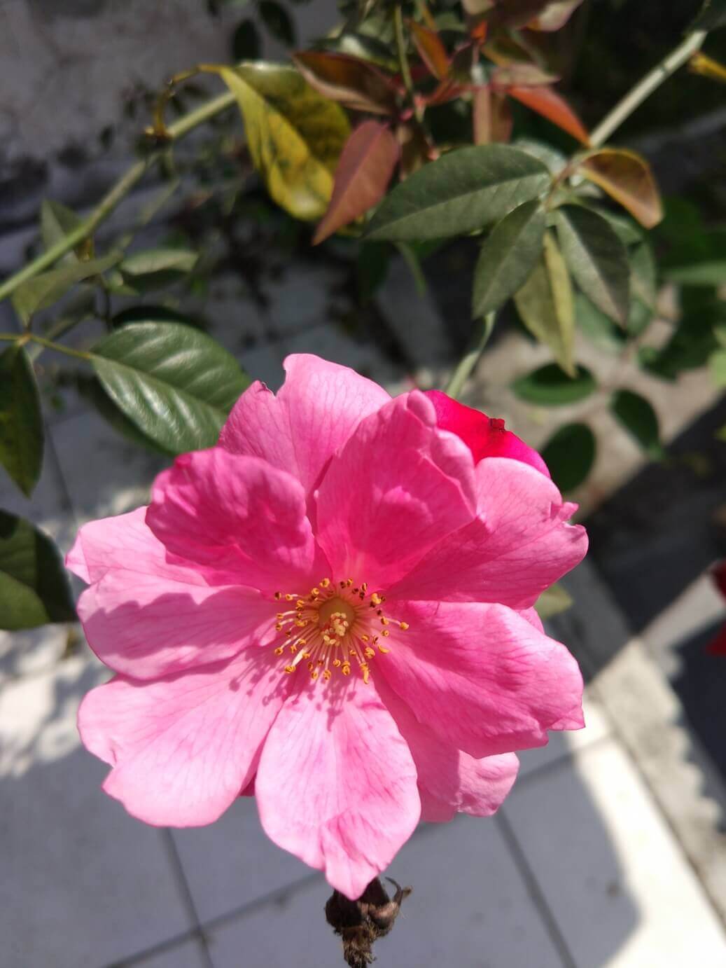 Foto de uma flor cor rosa feita com câmera do Xiaomi Mi5