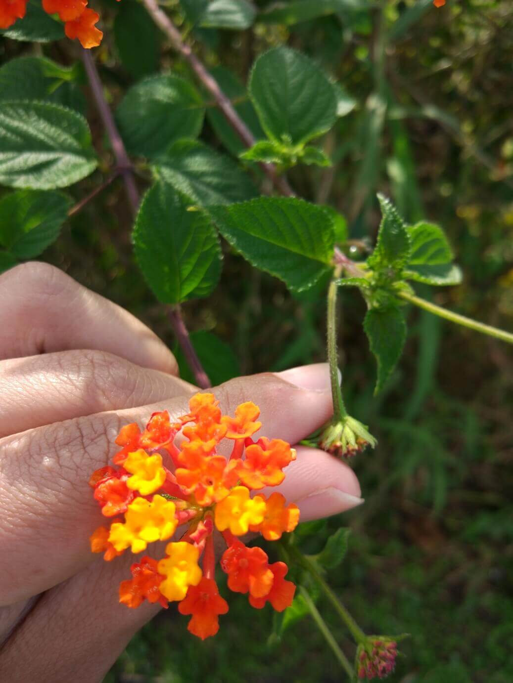 Foto de flores vermelhas e amarelas feita com o Xiaomi Mi5