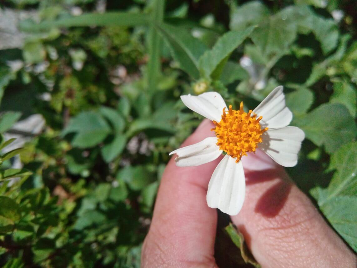 Câmera do UMI London em testes - Foro de uma flor com petálas brancas